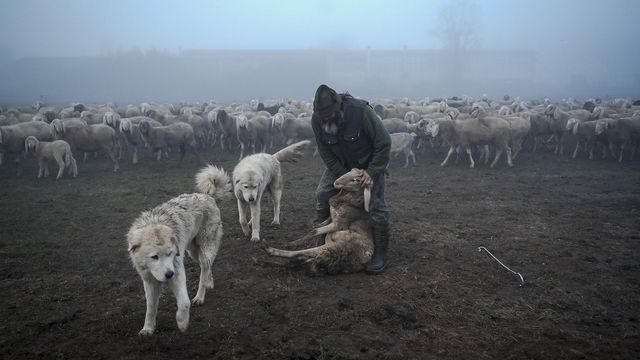 Lupi nostri. Hirmu ja armastuse vahel