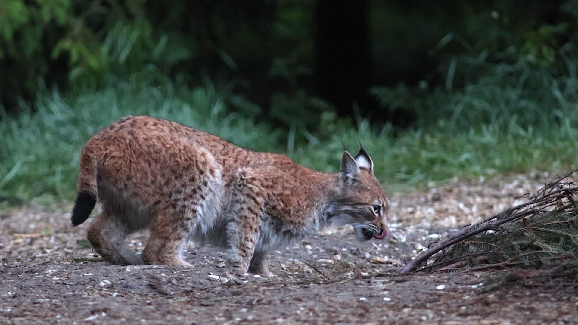 Kriimsilm, karuott ja rebane. Märkmeid metsast