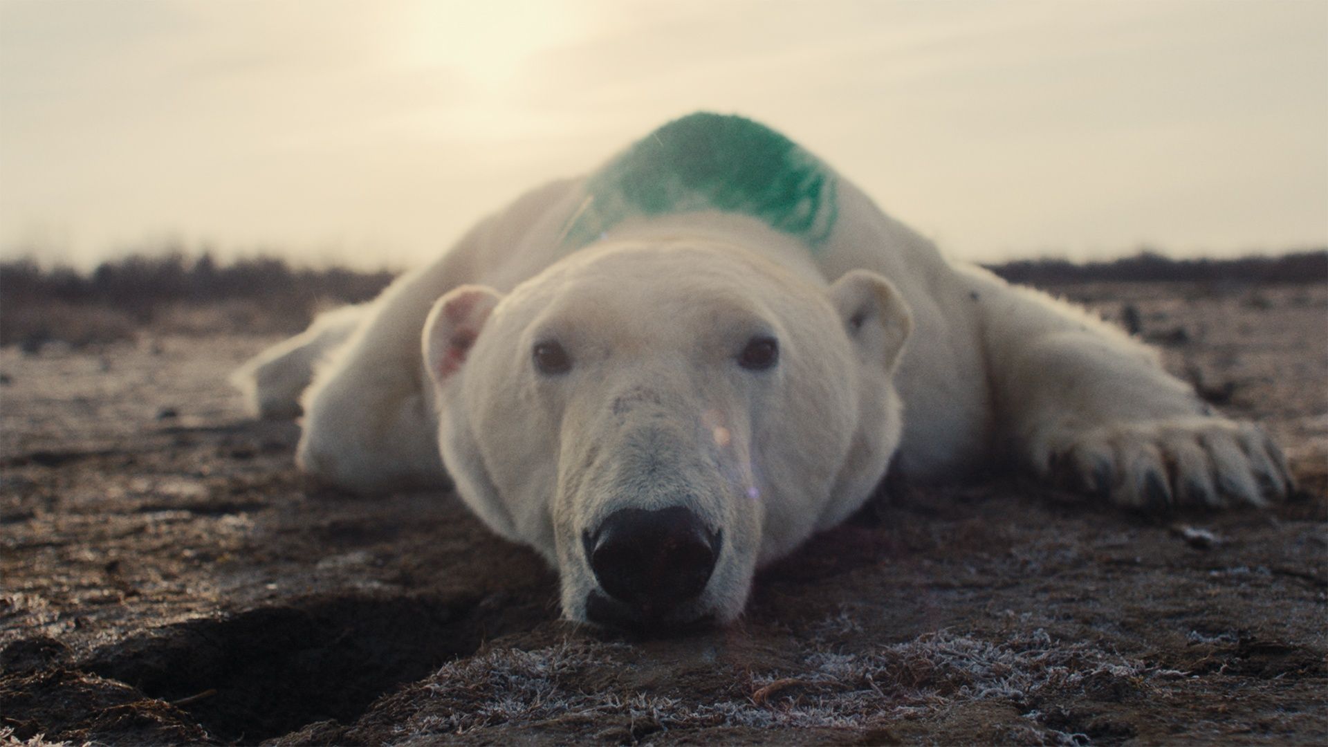 Nuisance Bear