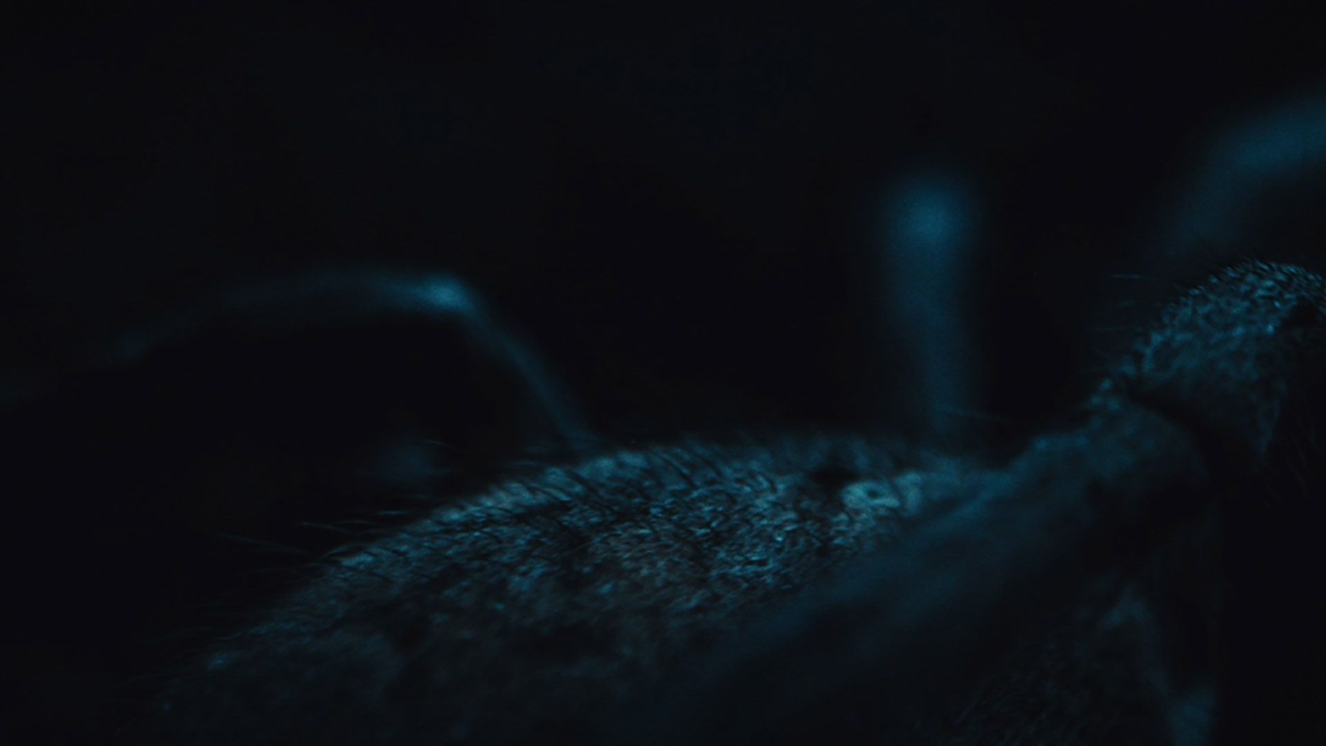 Méliès D'Argent Short Film Competition