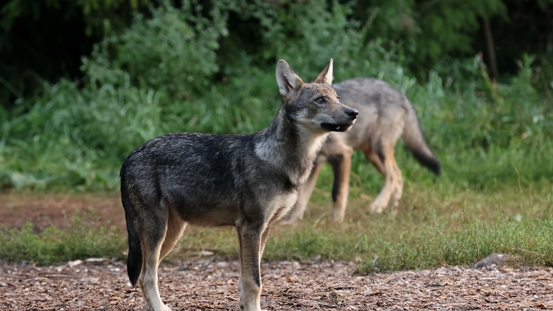Kriimsilm, karuott ja rebane. Märkmeid metsast