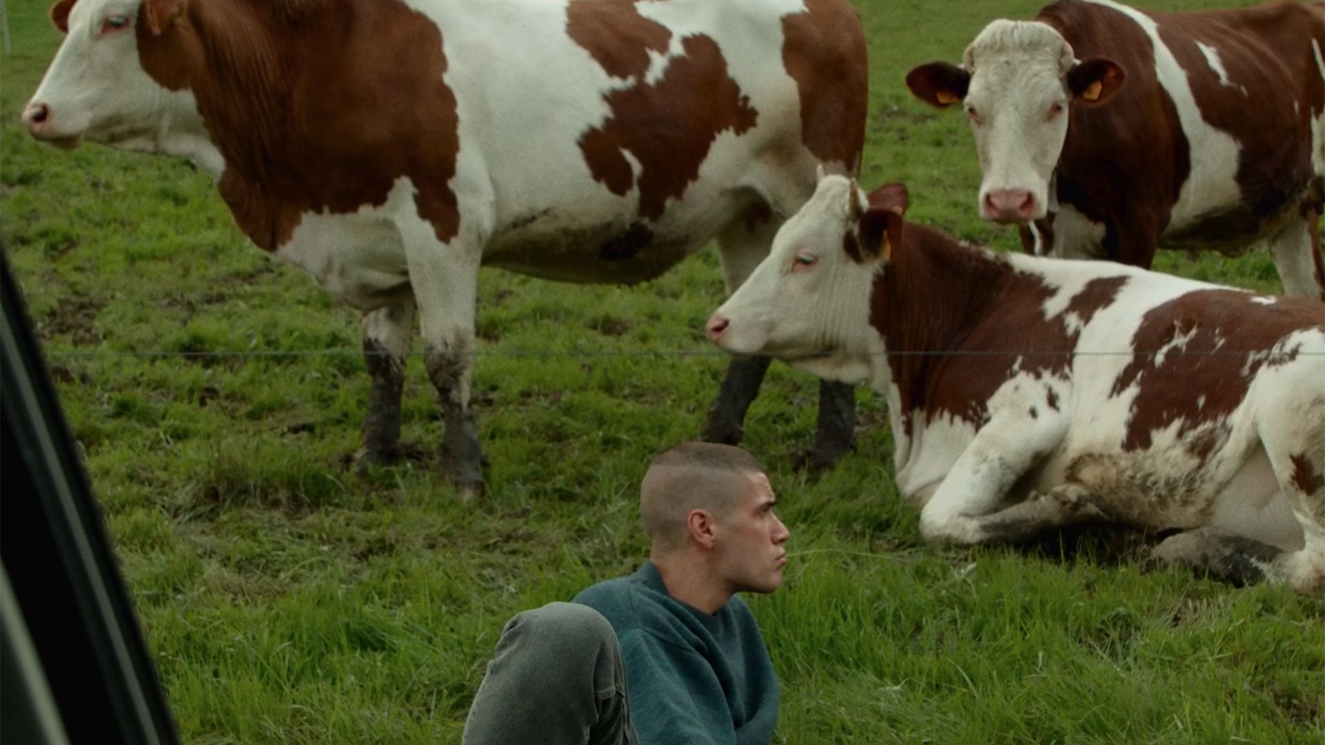 Vache Folle