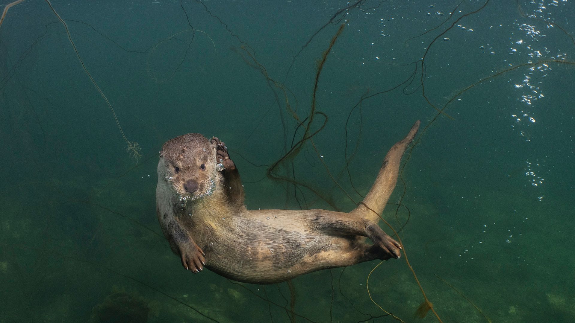 Billy and Molly: an Otter Love Story