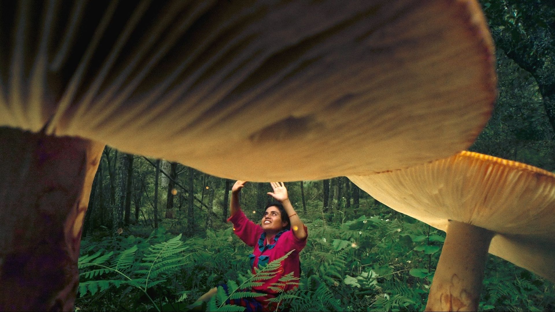 Daughters of the Forest