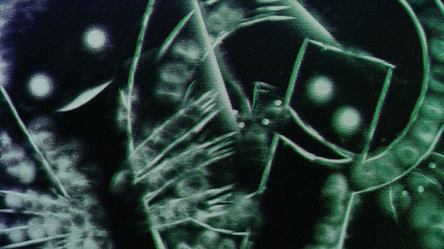 The Great Annual Party of the Creatures of the Moon