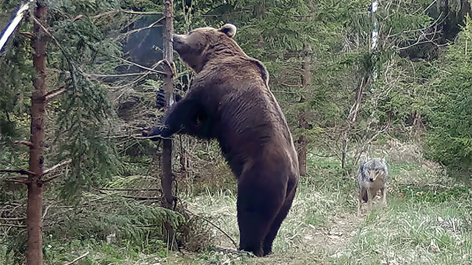 Kriimsilm, karuott ja rebane. Märkmeid metsast