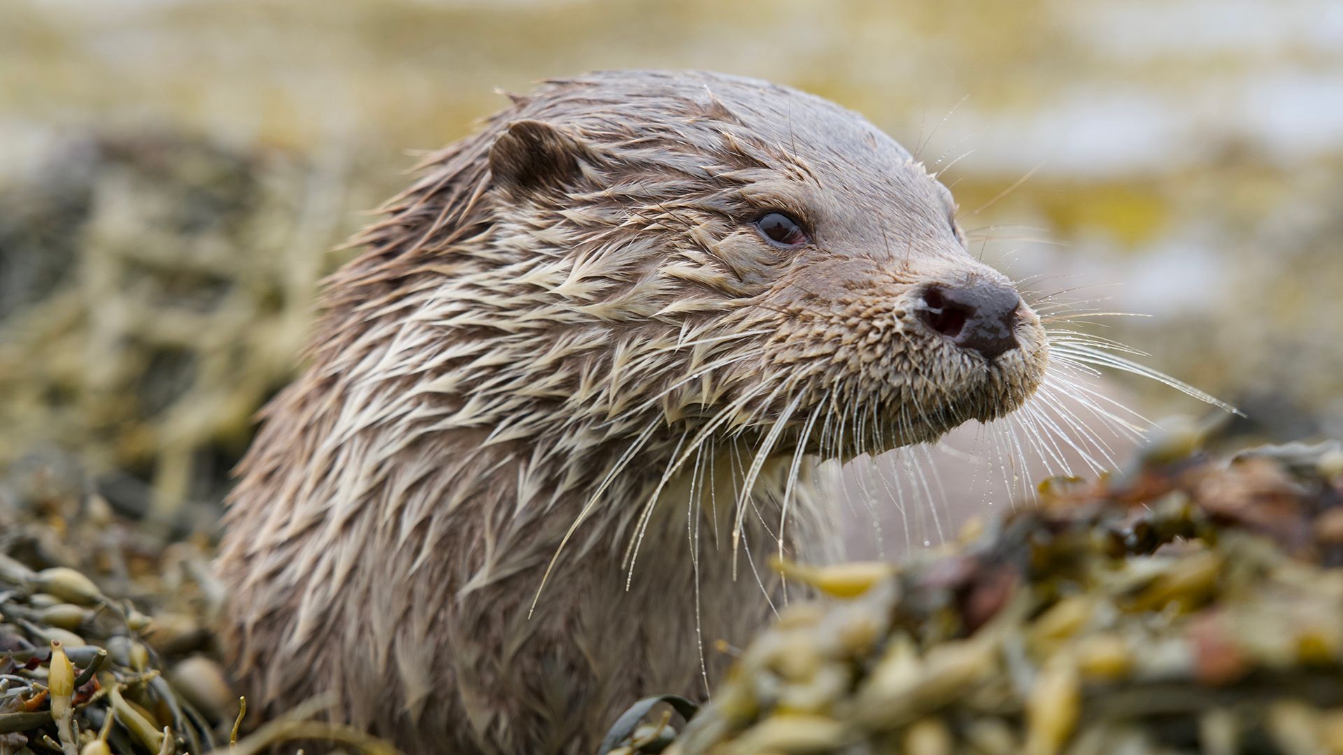 Billy and Molly: an Otter Love Story