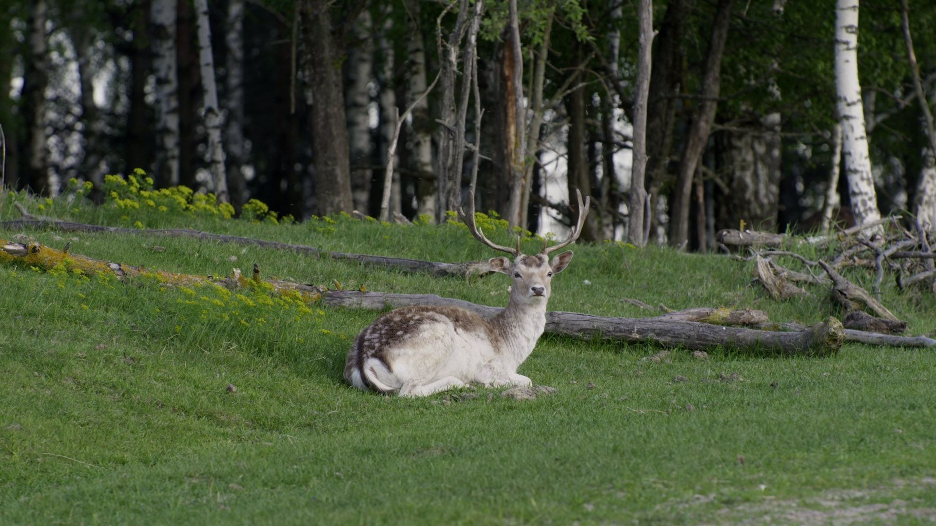 Divia, looduse jumalanna