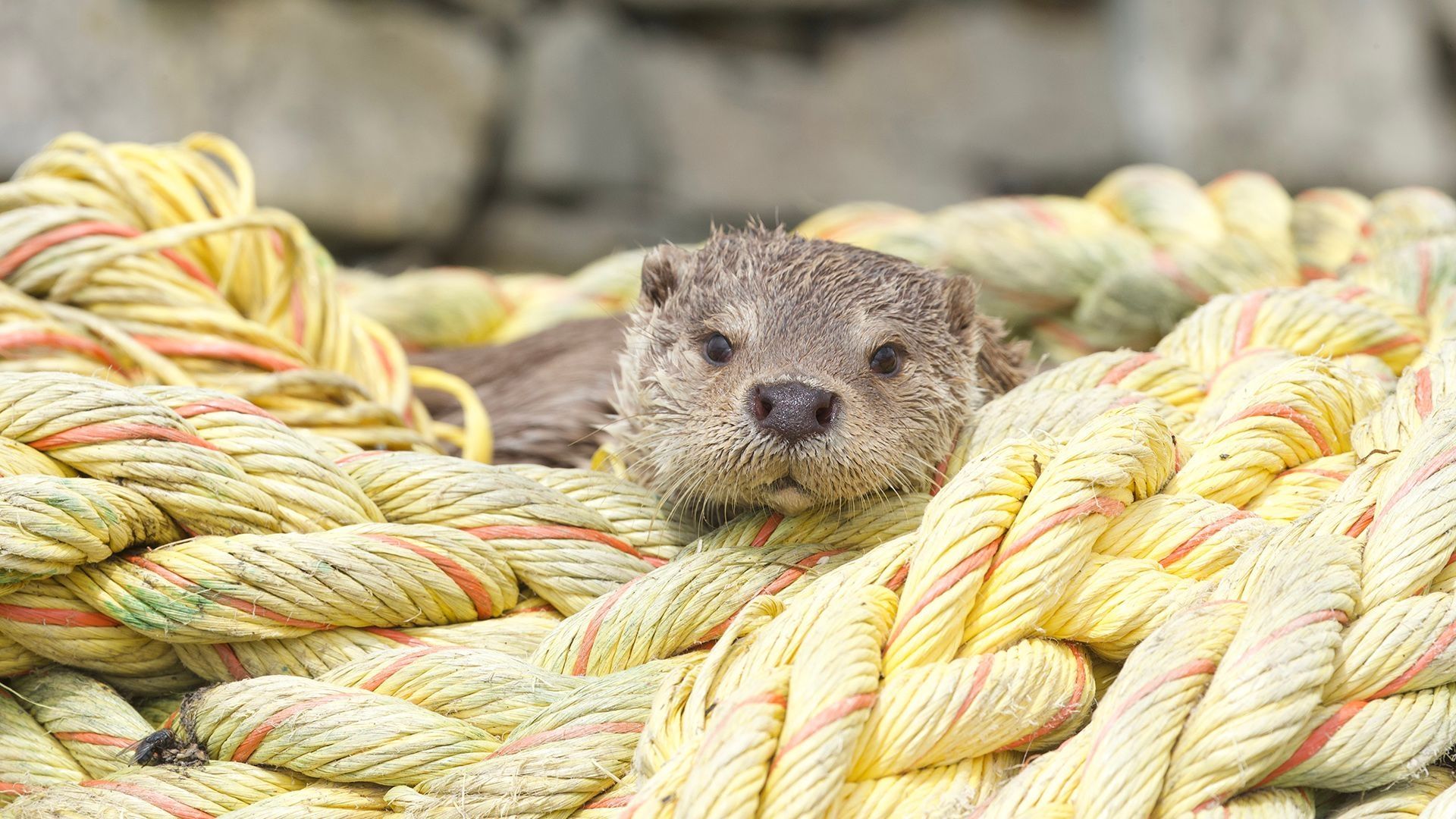 Billy and Molly: an Otter Love Story
