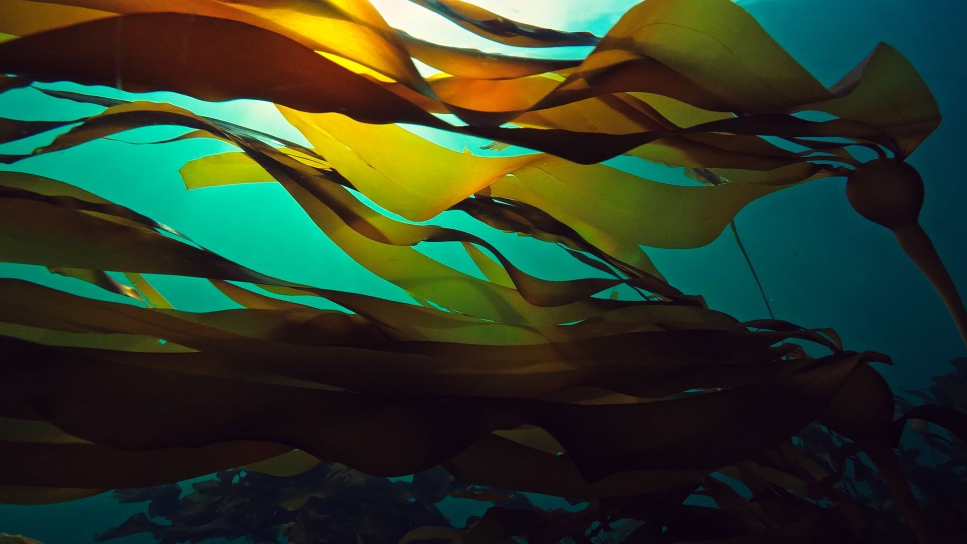 Send Kelp