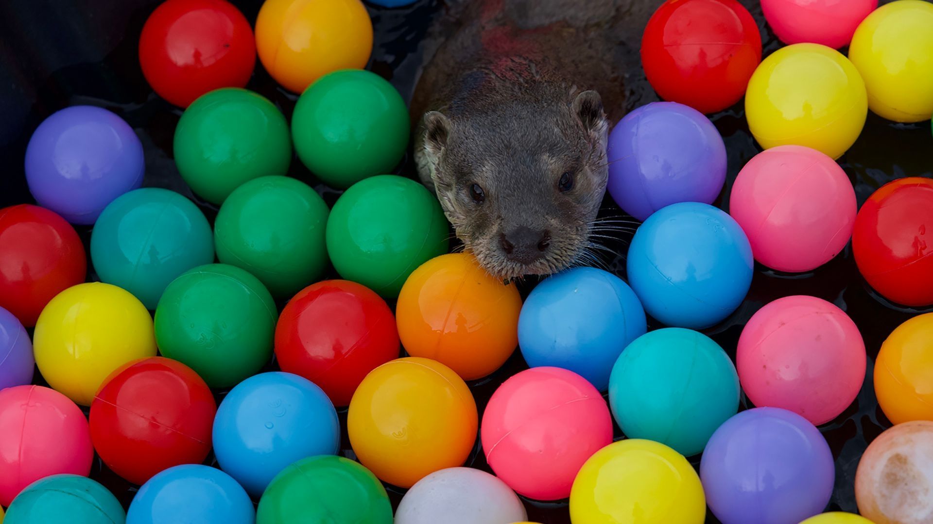 Billy and Molly: an Otter Love Story