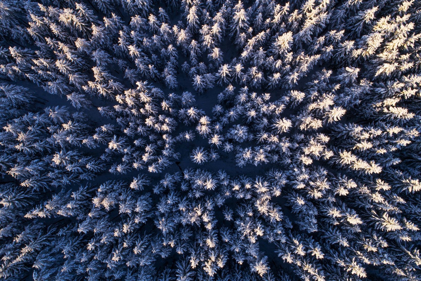 ind_cg_snowy_forest